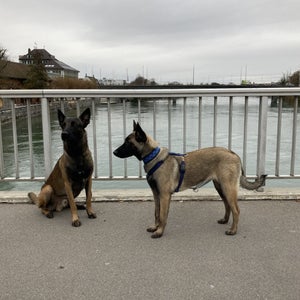 Die Hunde von Tierarzt Daniel Kuhn, Tierarztpraxis Melusina in Utzenstorf, sind viel in Koppigen, Ersigen, Kirchberg, Aefligen, Fraubrunnen, Bätterkinden, Wiler, Zielebach, Winistorf, Heinrichswil, Biberist, Gerlafingen, Wiler, Aefligen, Lyssach unterwegs