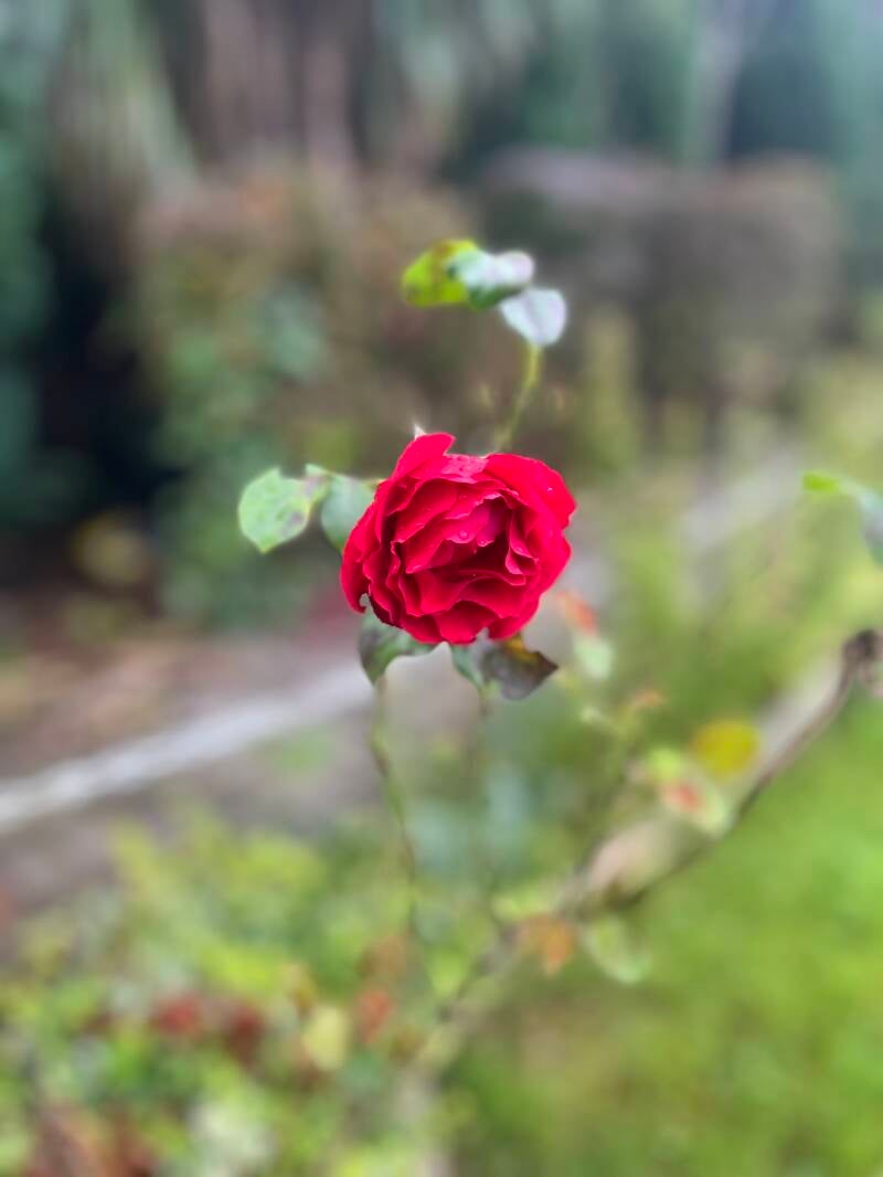 Tussen alle pijn, deze roos 