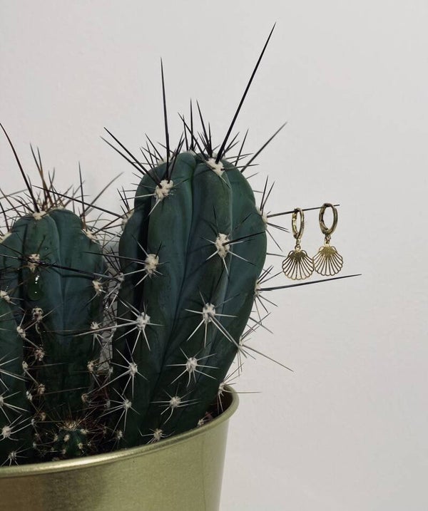 Earrings Shells Gold