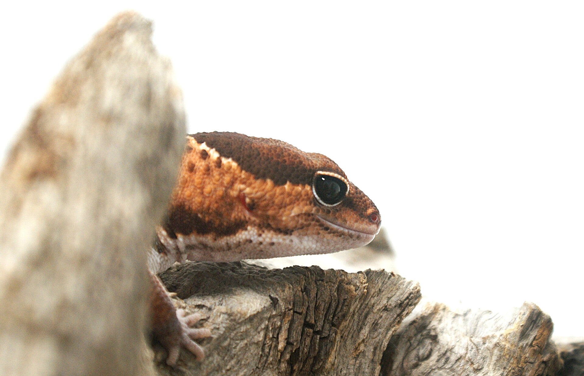 african-fat-tail-gecko-4-standard.jpg