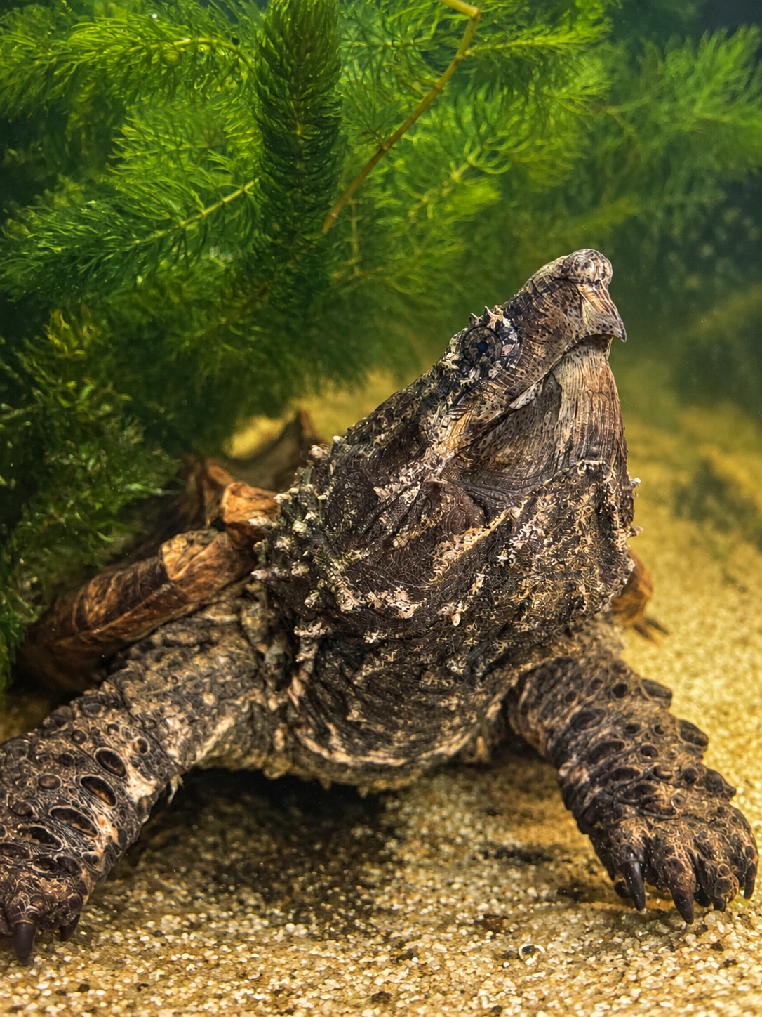 alligator-snapping-turtle-standard-z4bza6.png
