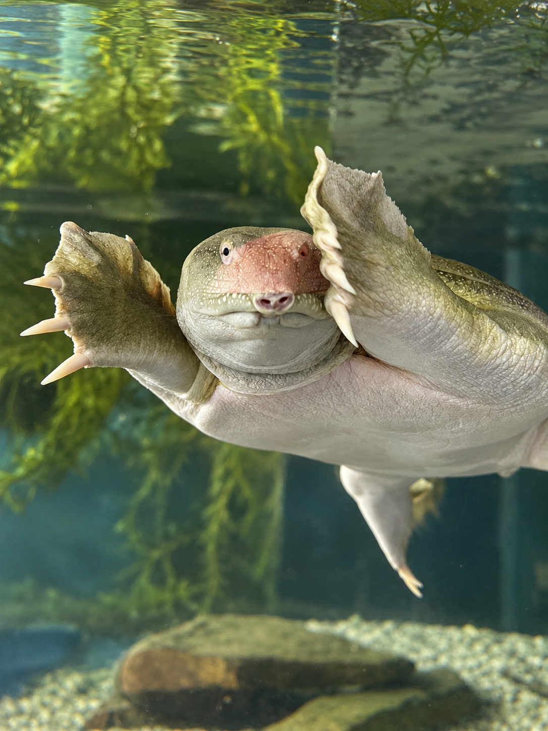 asian-softshell-turtle-standard-u0x0lb.png