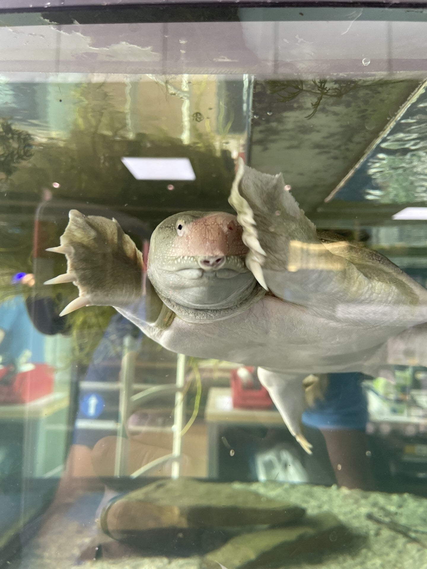 asian-softshell-turtle-standard.jpg