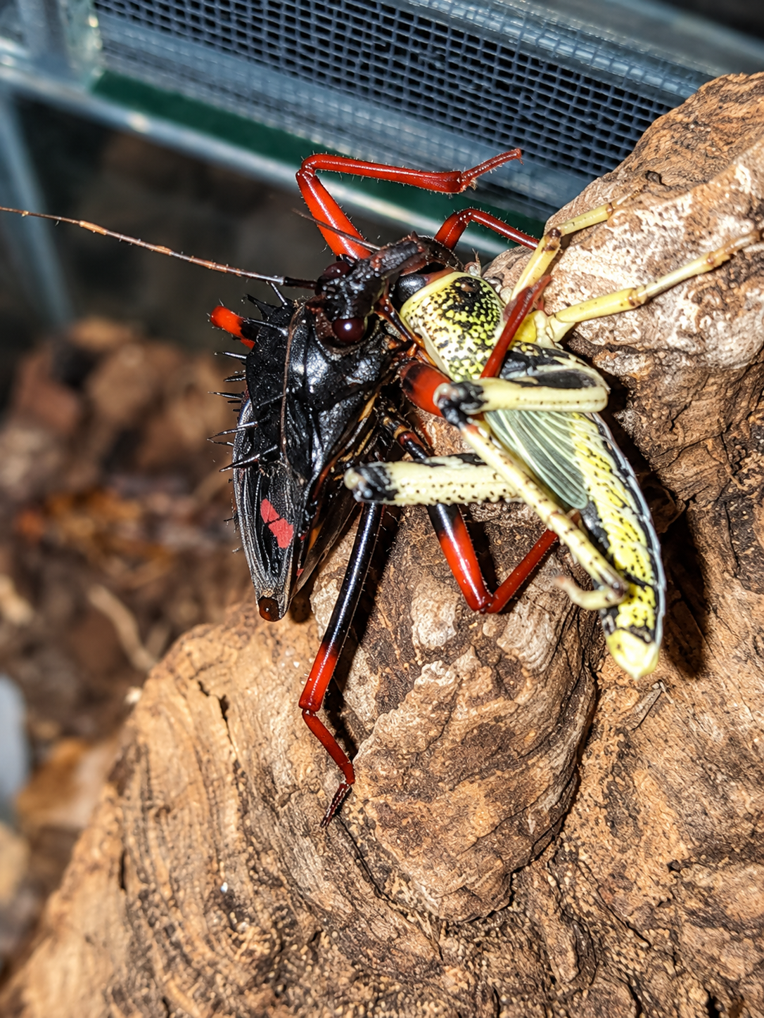 assassin-bug-standard.png