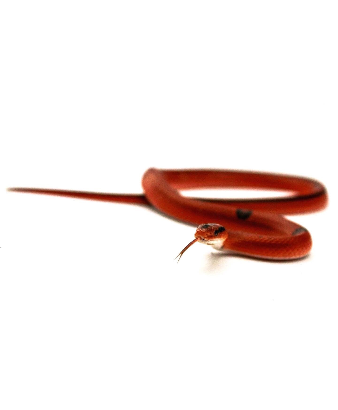 bamboorat-snake-standard-ukf6tu.jpg