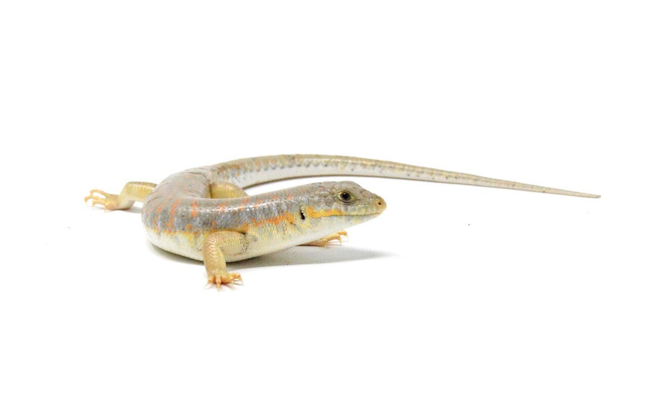 berbers-skink2-standard.jpg