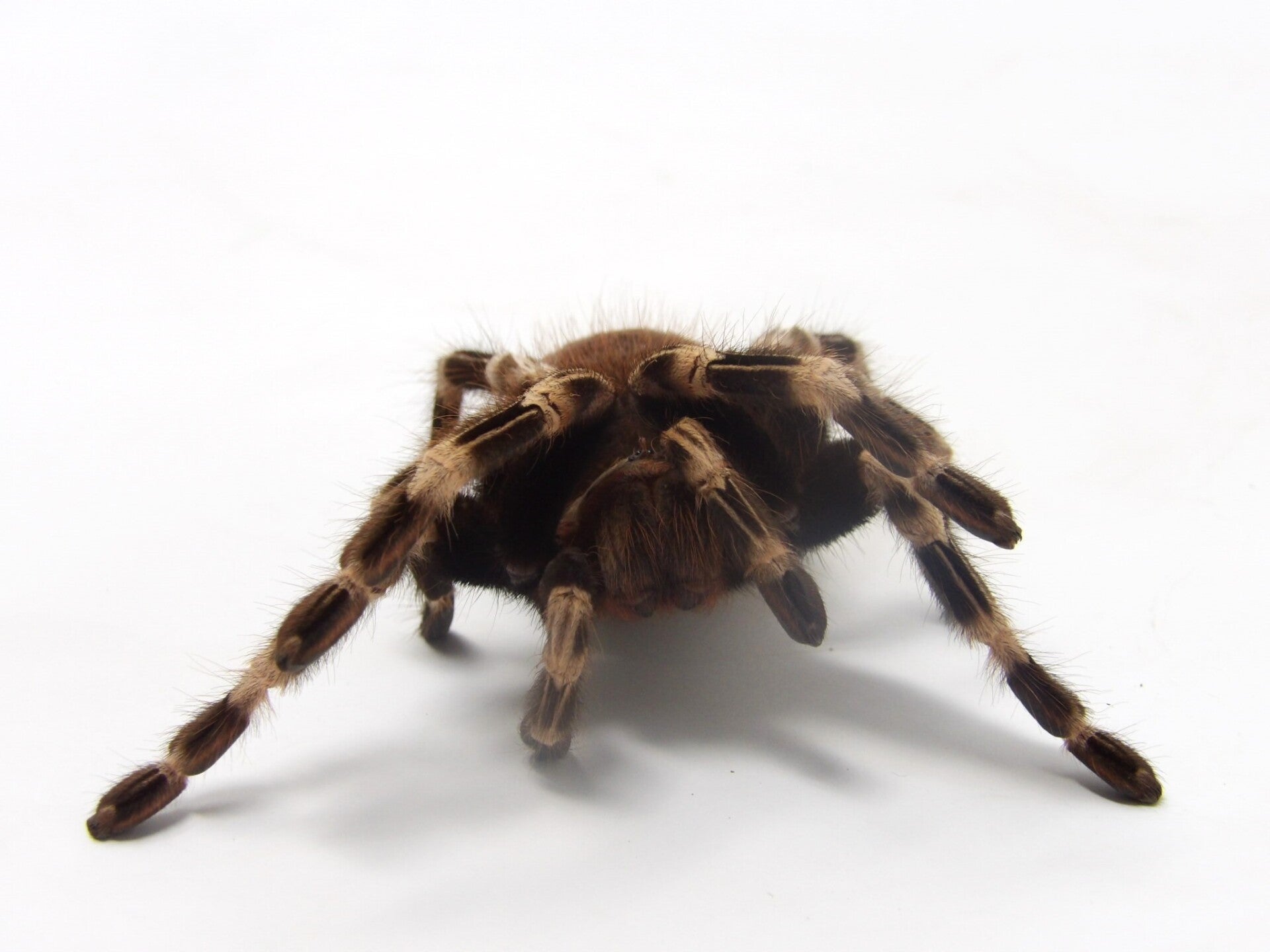 brazilian-red-and-white-tarantula-standard.jpg