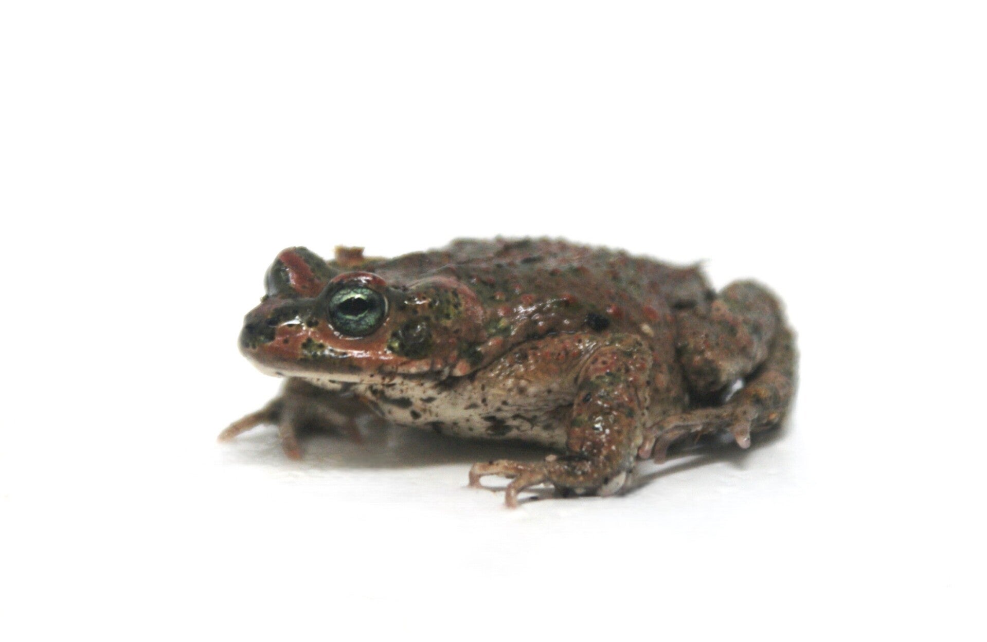 brongersma-toad-standard.jpg