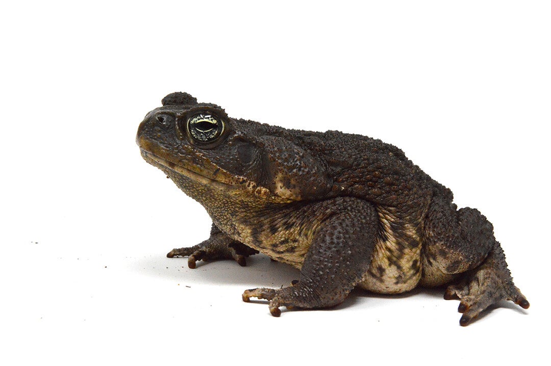 cane-toad-standard.jpg