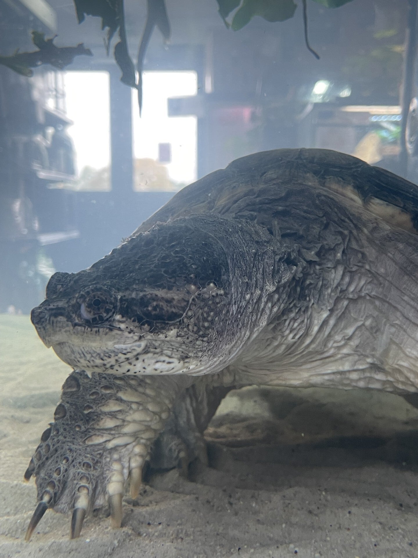 common-snapping-turtle-standard-8z82o6.jpg