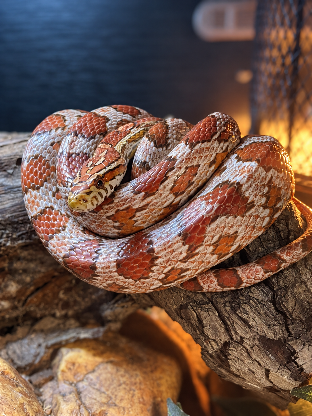 corn-snake-standard-epx436.png