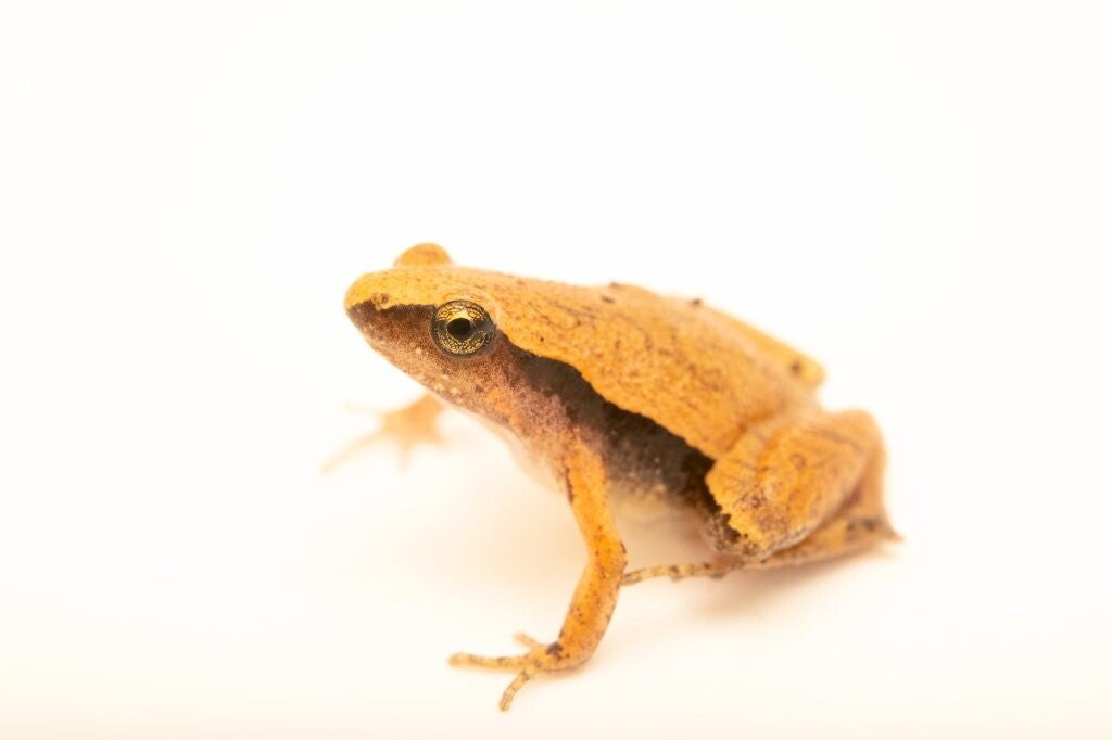 darat-pygmy-frog-standard.jpg