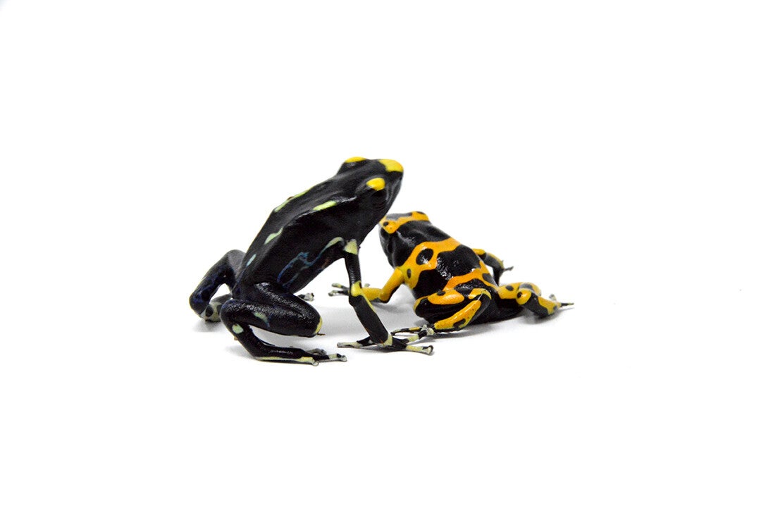dart-frogs-standard.jpg