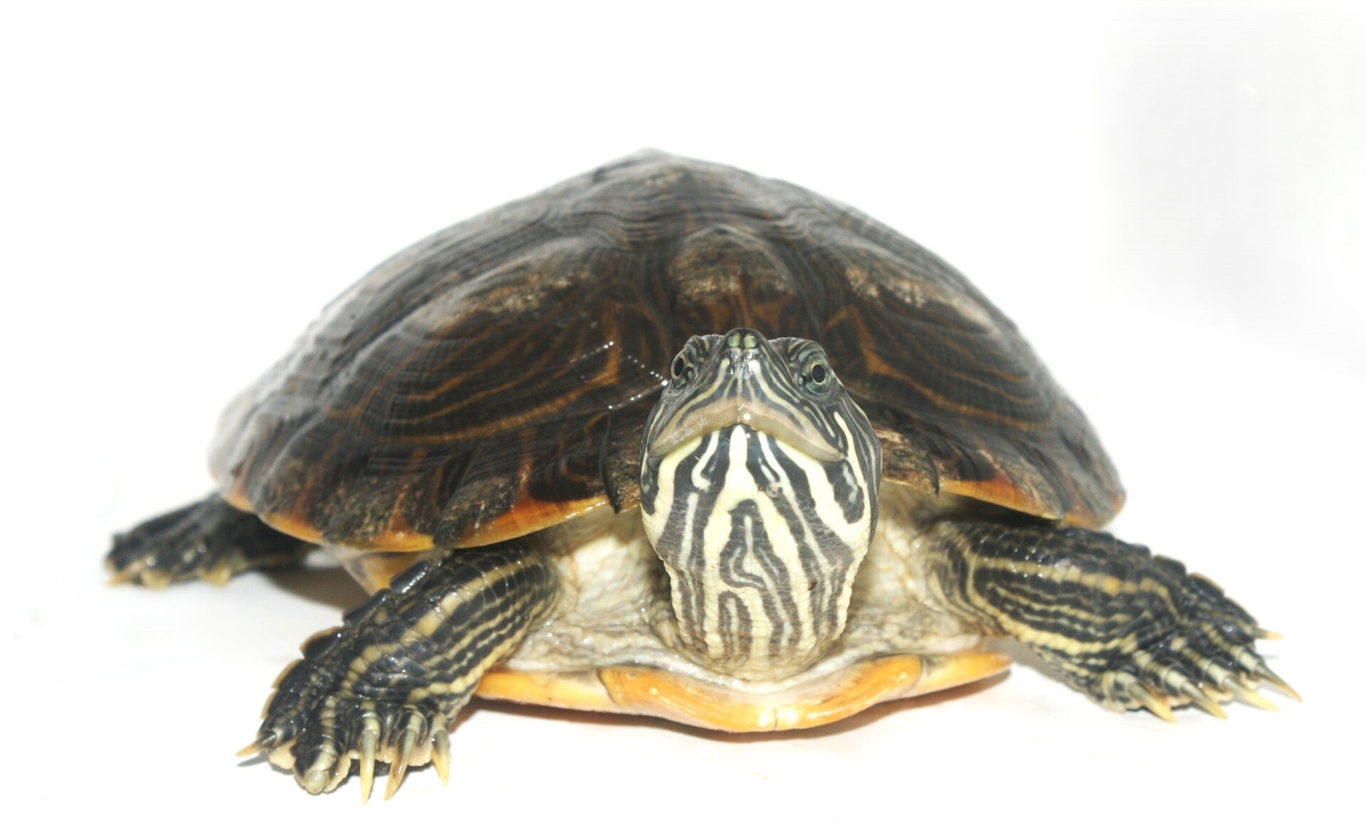 eastern-river-cooter-standard-24r7vg.jpg