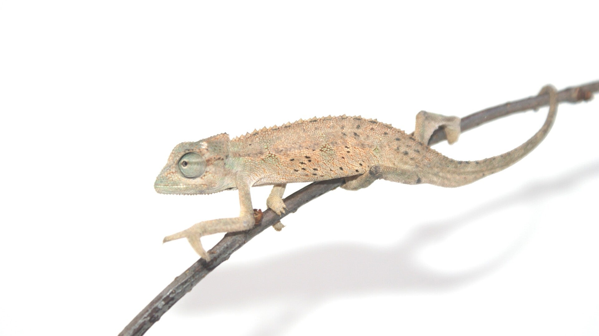 elliots-chameleon-standard.jpg
