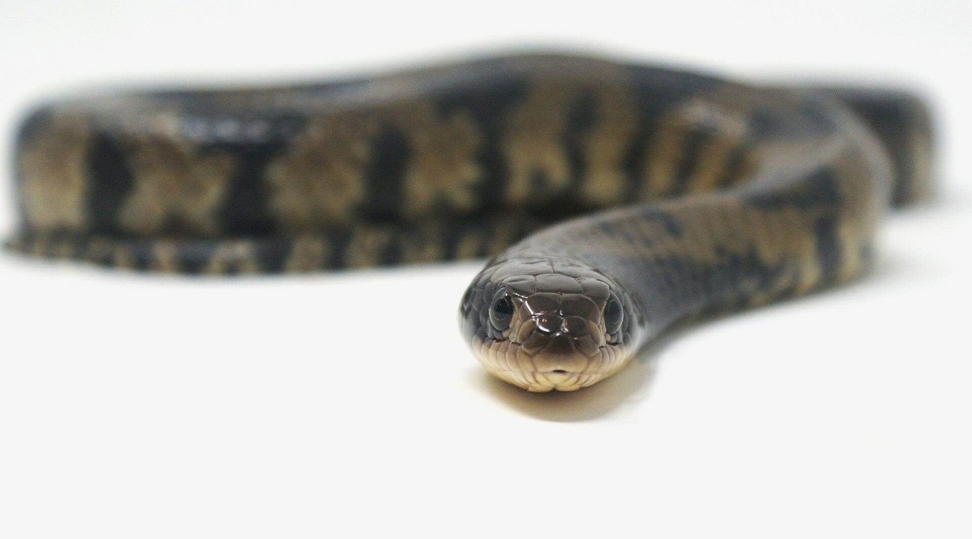 false-water-cobra-9-standard-e4ilbj.jpg