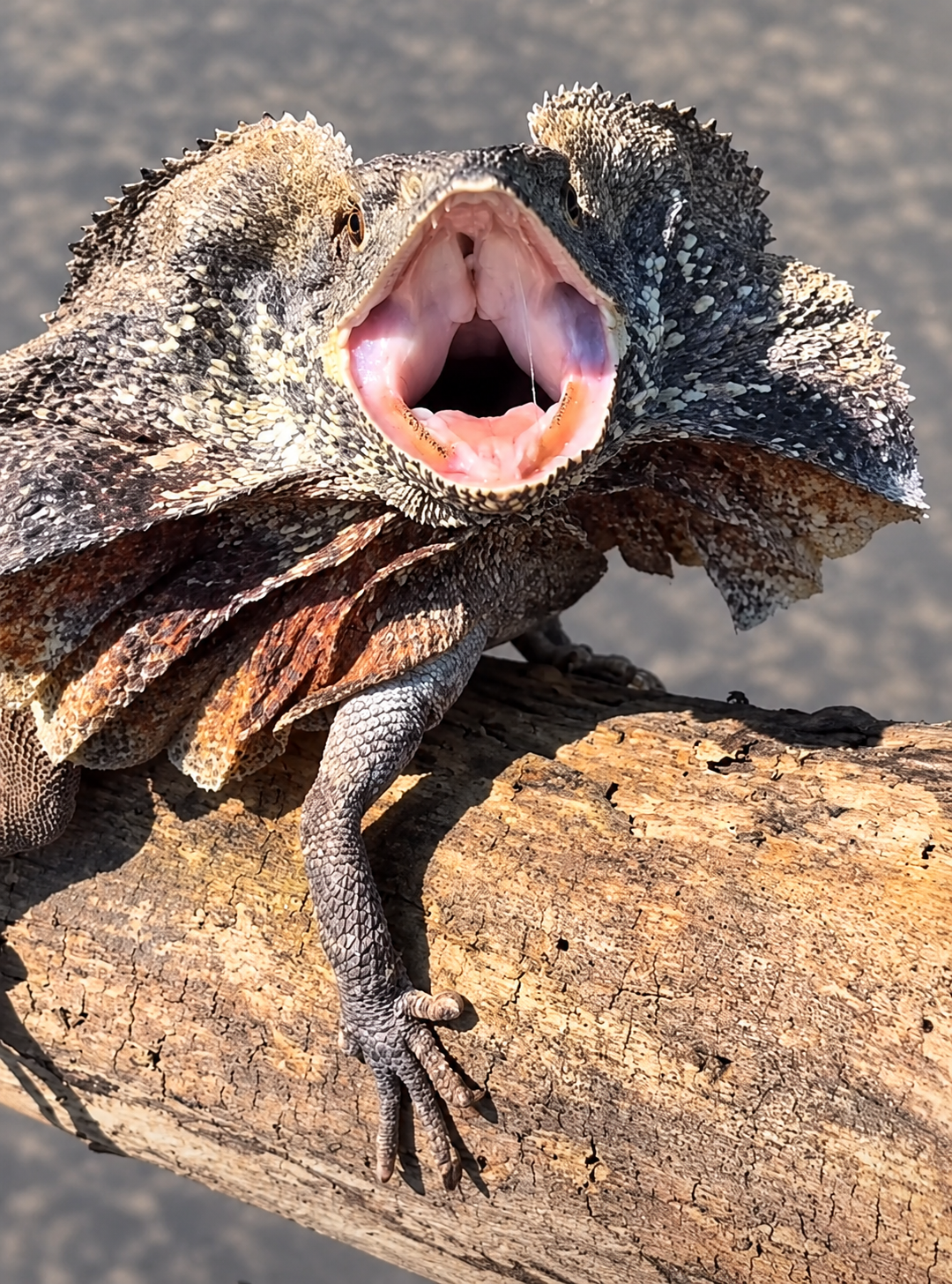 gizmo-standard-j6le6c.png