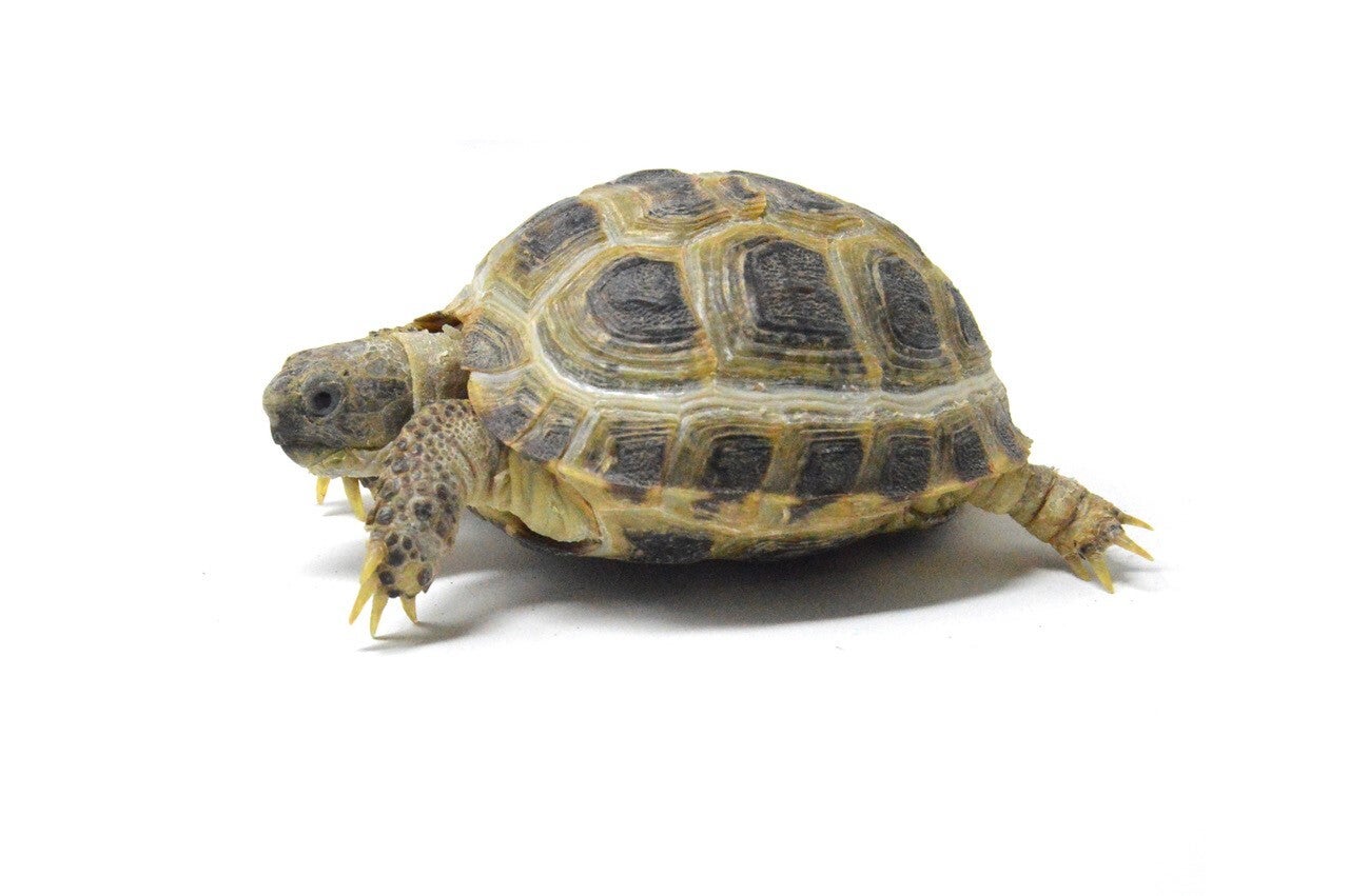 horsefield-tortoise-standard-vq3rpb.jpg