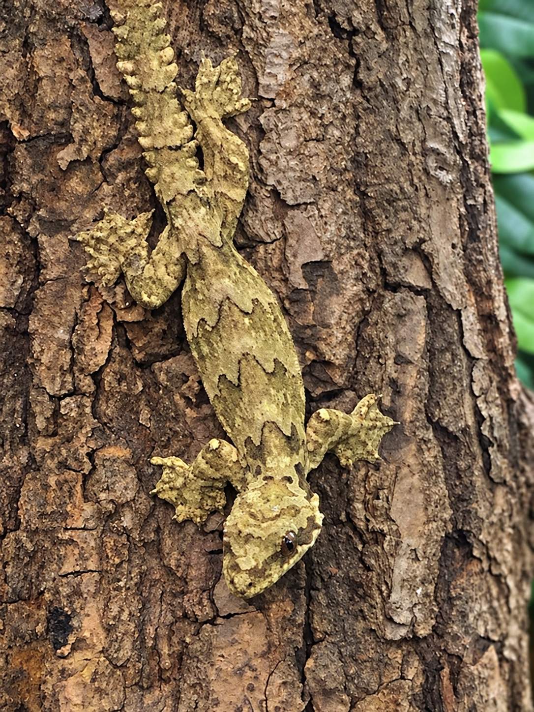 kuhls-flying-gecko-standard.png