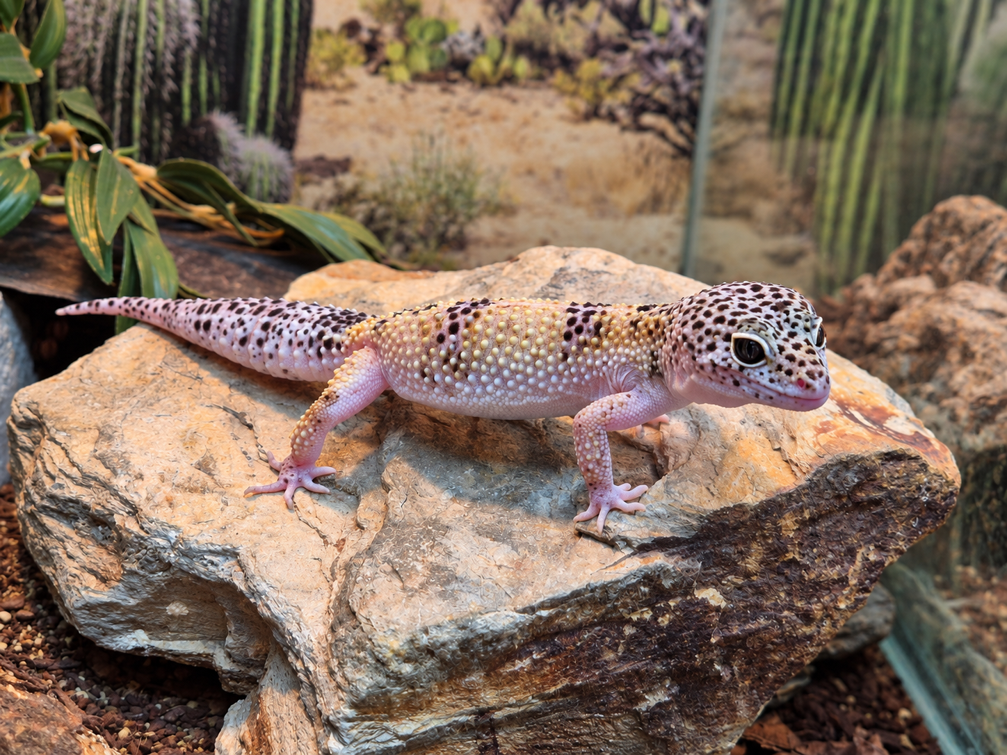 leopard-gecko1-standard.png