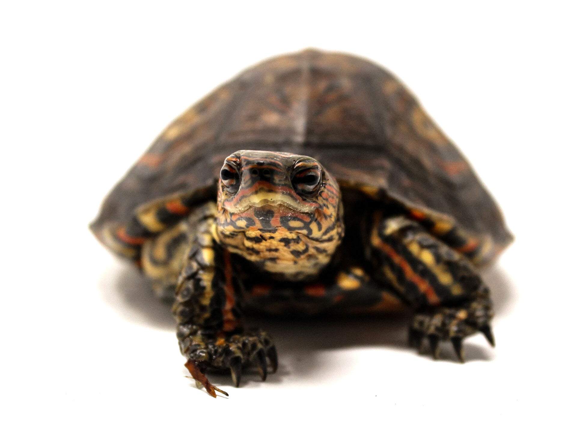 painted-wood-turtle-standard-foie3c.jpg