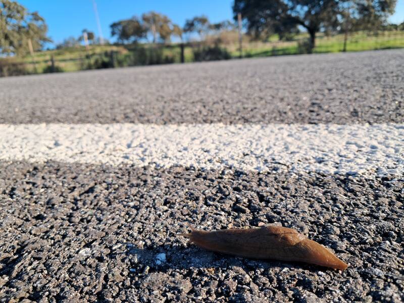 Naaktslak op de Via de la Plata