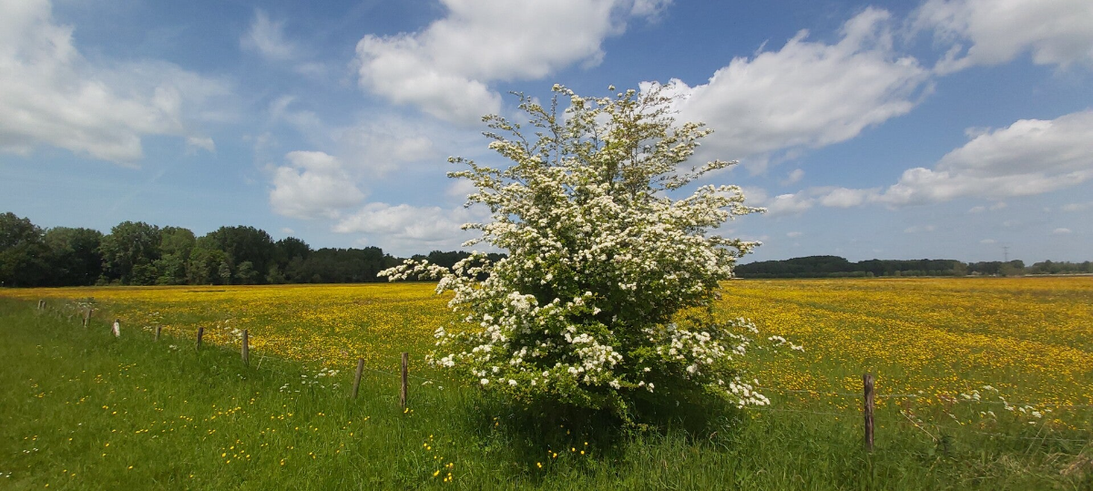 Hollandse Biesbosch Dordrecht