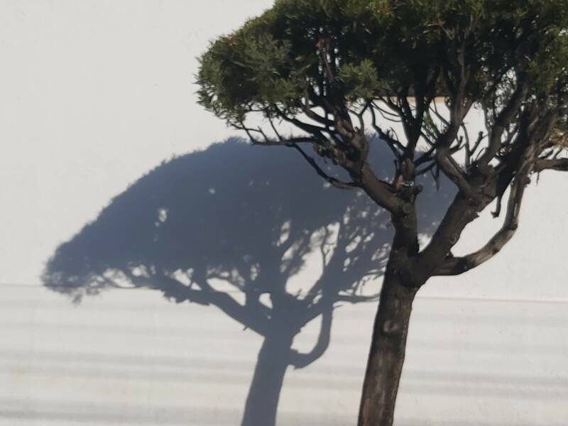 boom met schaduw op de muur