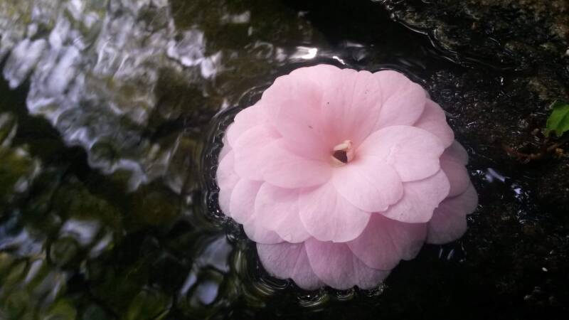 roze bloem in water