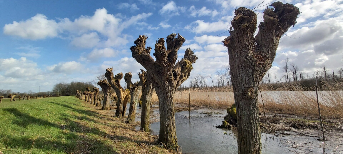 Hollandse Biesbosch Dordrecht