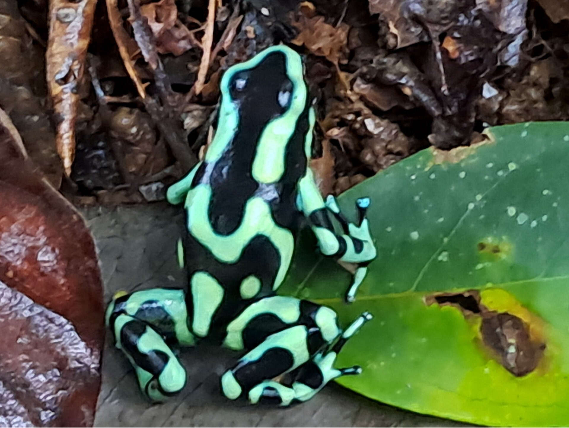 Groene en zwarte pijlgifkikker Costa Rica
