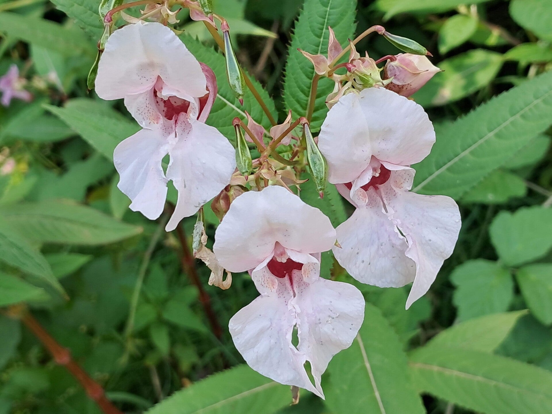 Hollandse Biesbosch Dordrecht