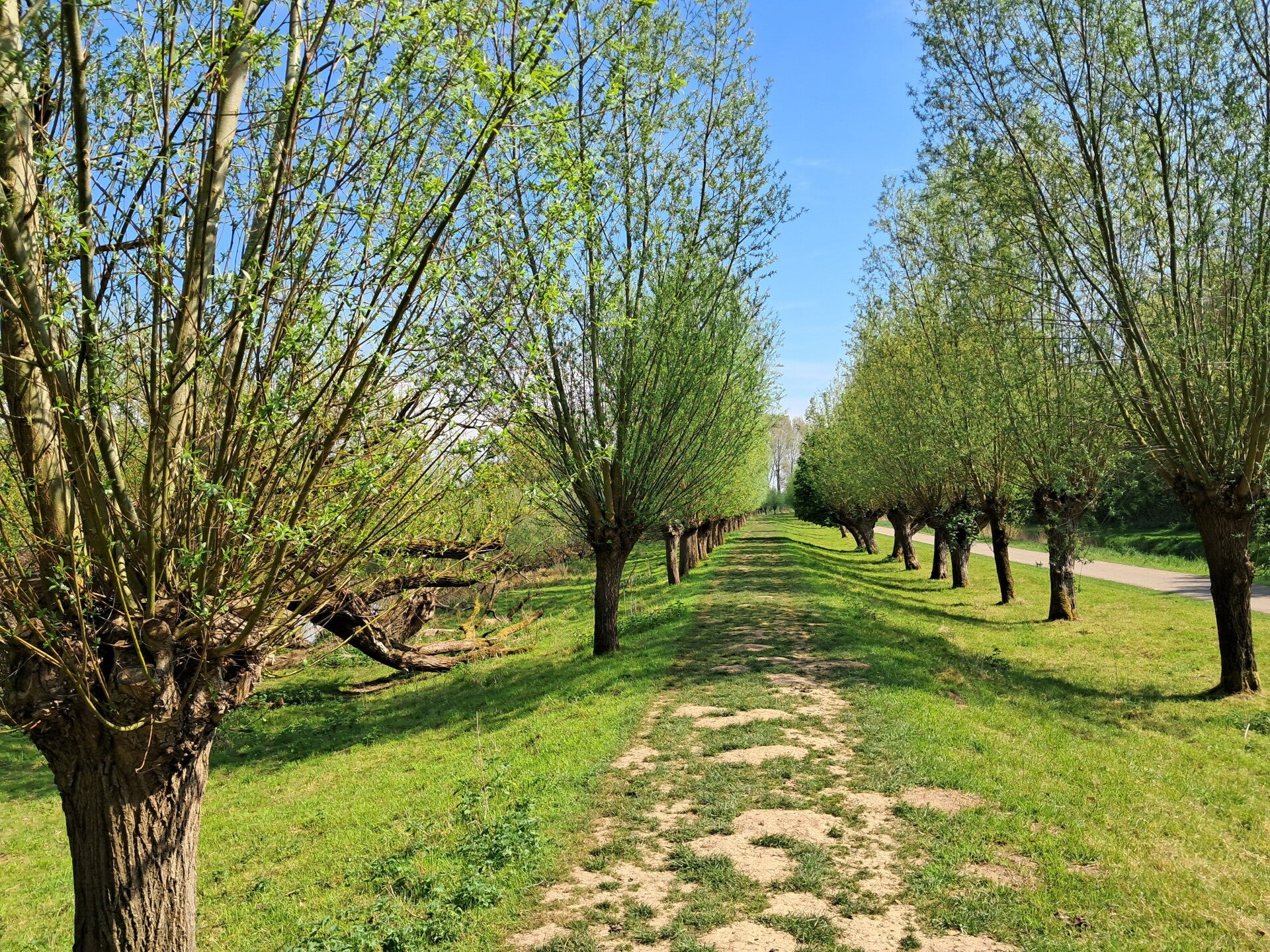 Hollandse Biesbosch Dordrecht