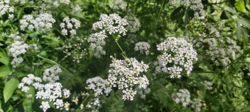 Fluitenkruid Hollandse Biesbosch