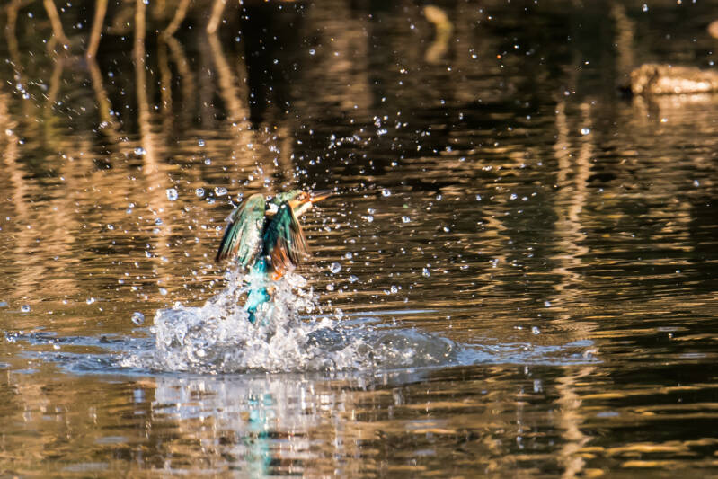 IJsvogel Hollandse Biesbosch 
