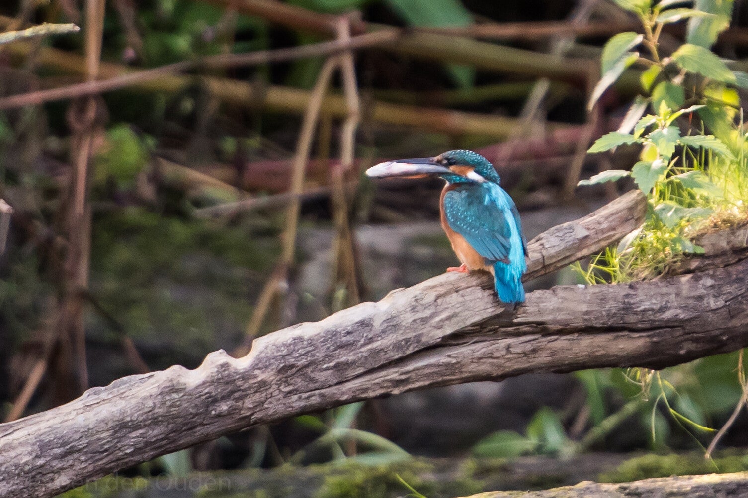 IJsvogel Hollandse Biesbosch Dordrecht