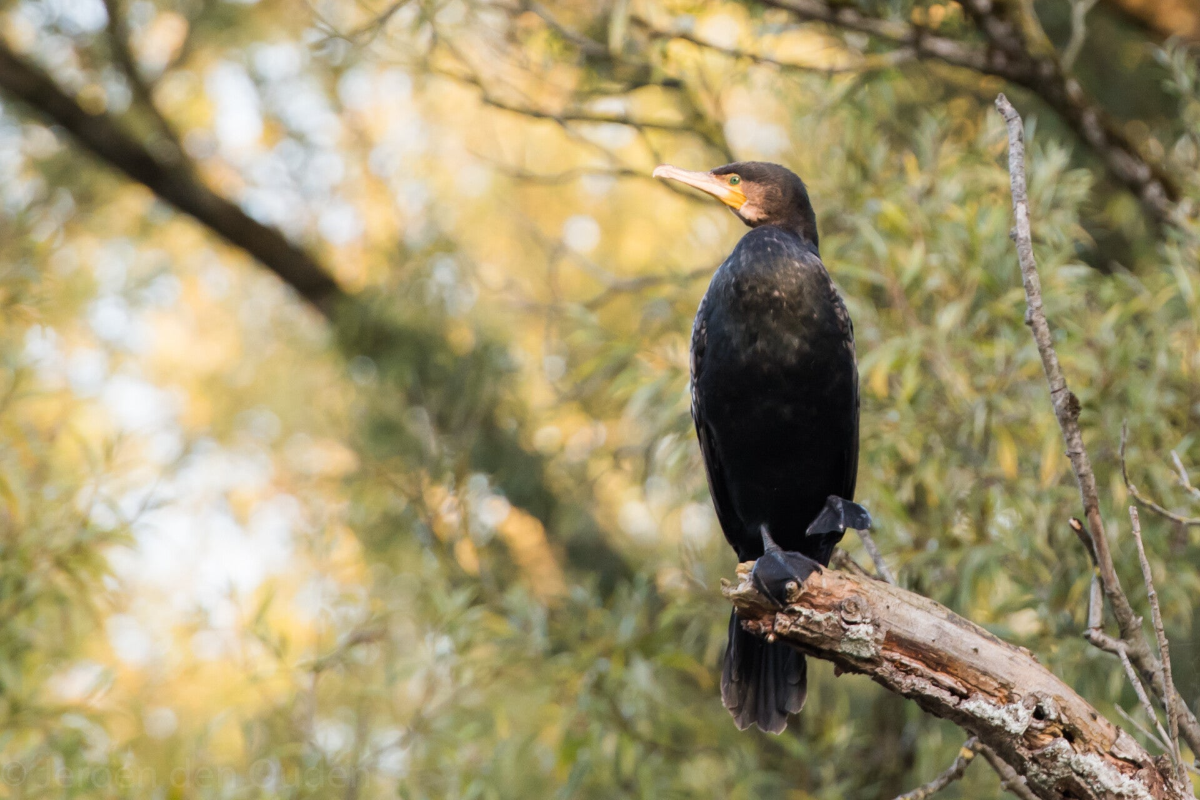 foto Jeroen den Ouden Licht-sterk.nl