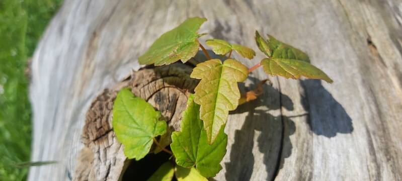 Hollandse Biesbosch Dordrecht