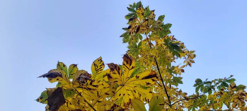 Herfstbladeren Biesbosch Dordrecht