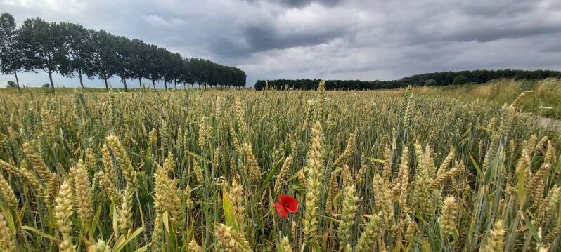 klaproos in graanveld Dordrecht
