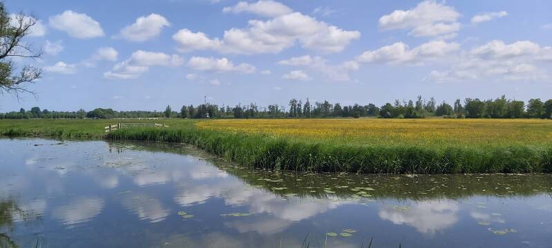 Hollandse Biesbosch Dordrecht