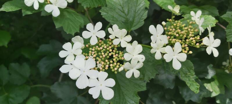 Hortensia