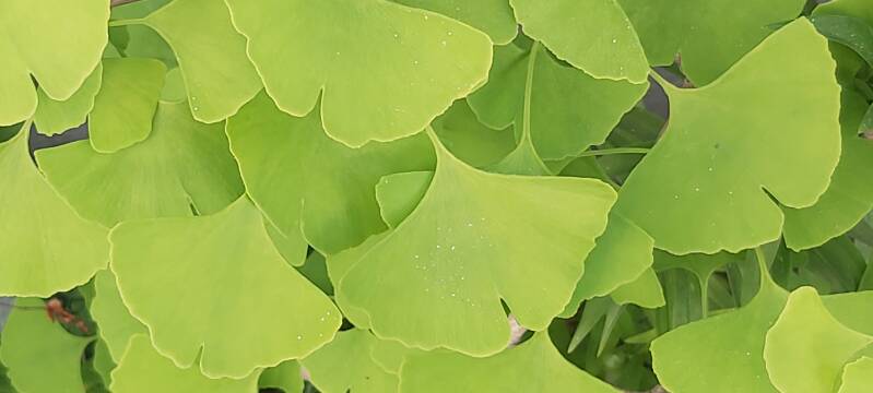 gingko biloba blad