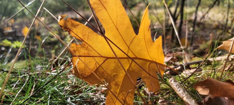 herfst Hollandse Biesbosch Dordrecht