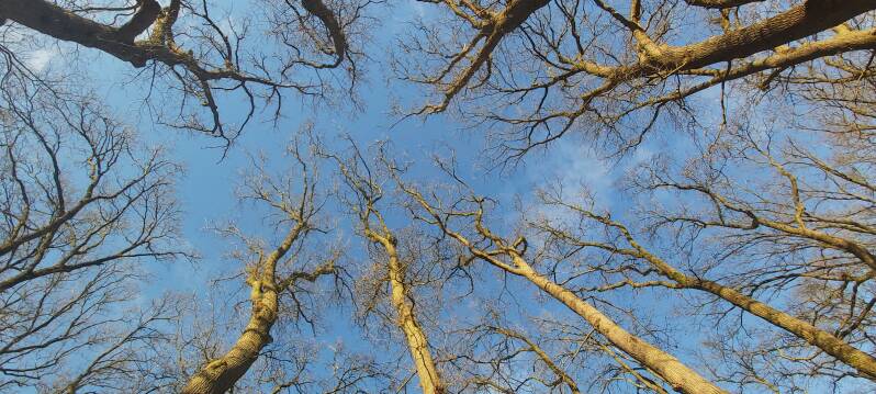 Bomen Hollandse Biesbosch