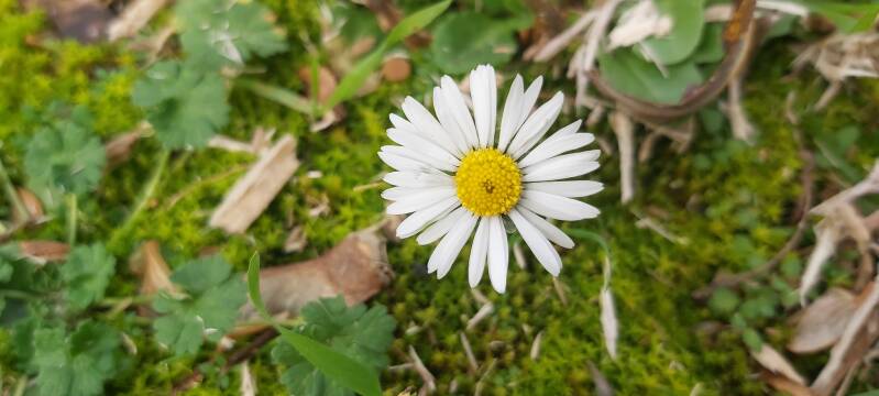 Madeliefje Hollandse Biesbosch