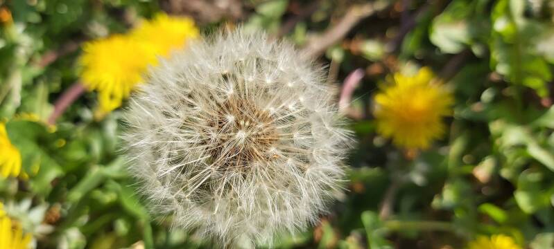 Blaasbloem Hollandse Biesbosch Dordrecht