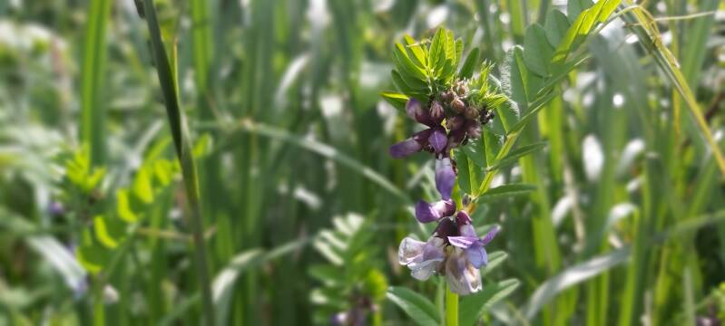 Flora Hollandse Biesbosch