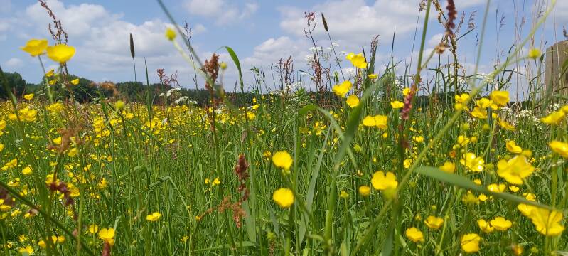 Hollandse Biesbosch Dordrecht