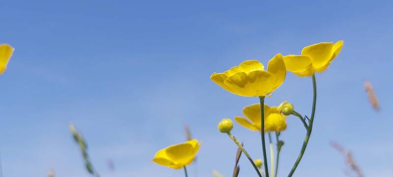 Hollandse Biesbosch Dordrecht